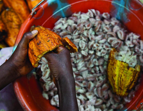 Gunmen Guard Cocoa Farms In Uganda As Prices Soar