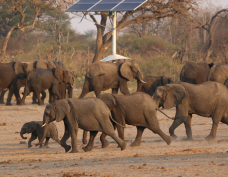 Zimbabwe to Cull 50 Elephants Amid Overpopulation Concerns