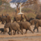 Zimbabwe to Cull 50 Elephants Amid Overpopulation Concerns