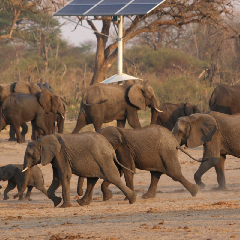 Zimbabwe to Cull 50 Elephants Amid Overpopulation Concerns
